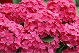 20 Seeds Per Pack Hydrangea Flower Seeds - 5 Colors Available