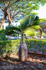 20 Seeds Per Pack - Bottle Palm Tree