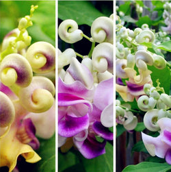 50 Seeds Per Pack - Snail Flower