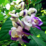 50 Seeds Per Pack - Snail Flower