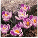 20 Seeds Per Pack - Saffron Crocus Seeds