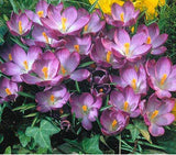 20 Seeds Per Pack - Saffron Crocus Seeds