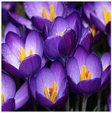 20 Seeds Per Pack - Saffron Crocus Seeds