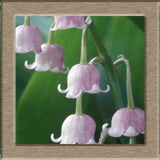 40 Seeds per Pack - Lily of the Valley
