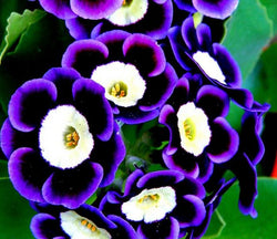 20 Seeds Per Pack - Tricolor Mariandl Flower