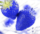 40 Seeds Per Pack - Blue Strawberry